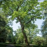 Il Parco di Villa Bolasco perde un albero monumentale